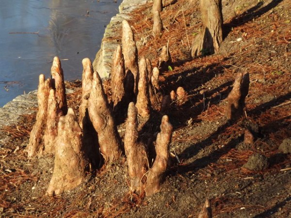 A Unique Experience at Congaree National Park: Nature’s&nbsp;Diversity