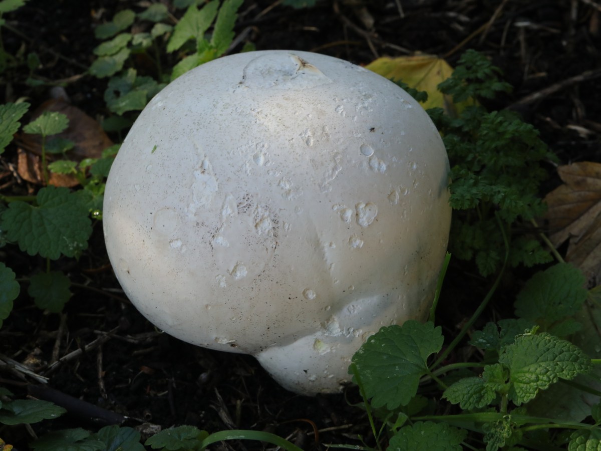 The Puffball Mushroom: Nature’s&nbsp;Marshmallow