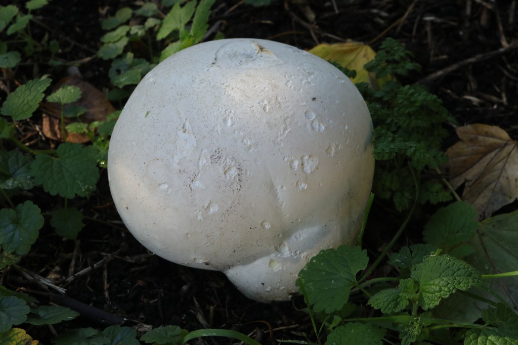 puffball mushroom in a natural wooded habitat