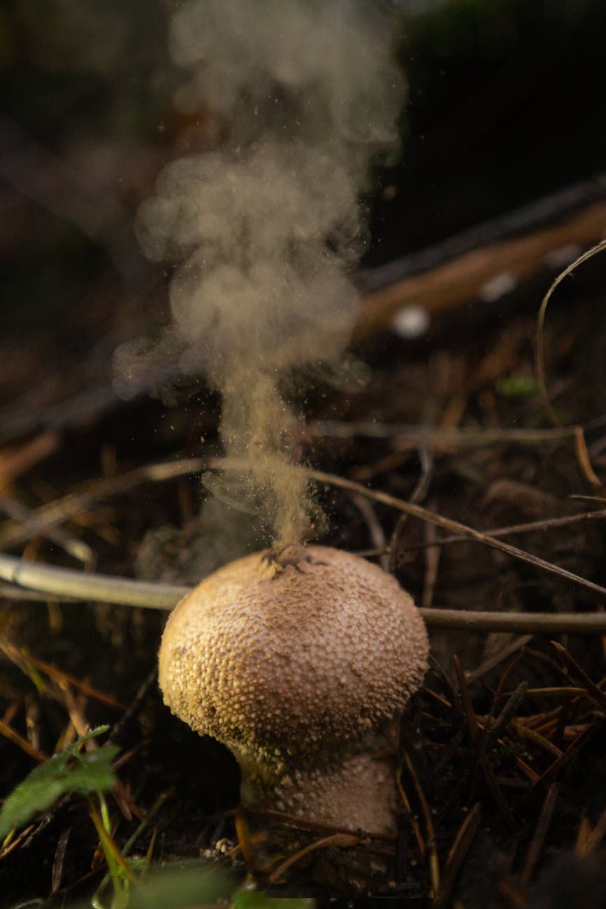 a puffball releasing spores