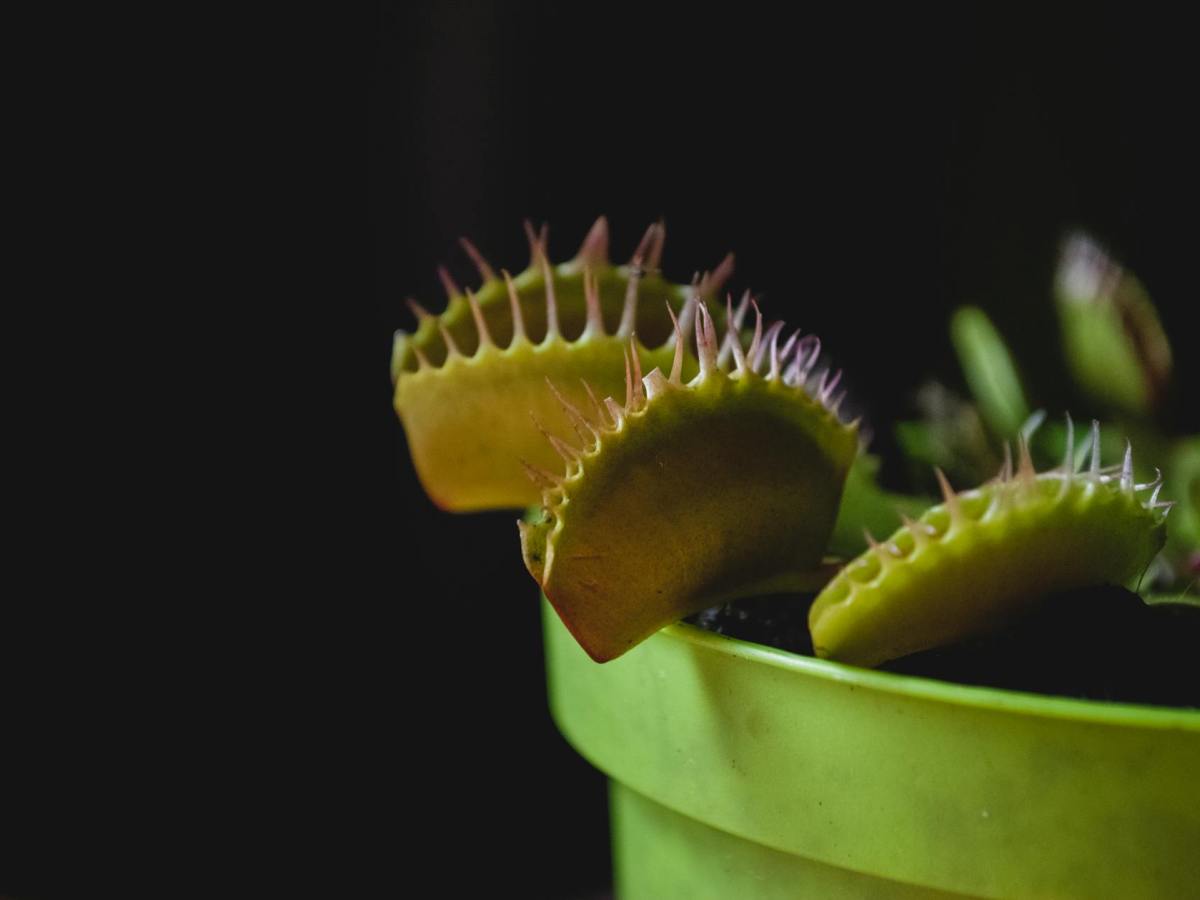 The Venus Flytrap: A North Carolinian’s Wild, Wonderful Symbol of Home and&nbsp;Hope