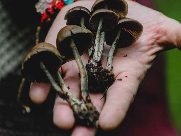 What Is Foraging? A Beginner’s Guide to Mushroom&nbsp;Hunting