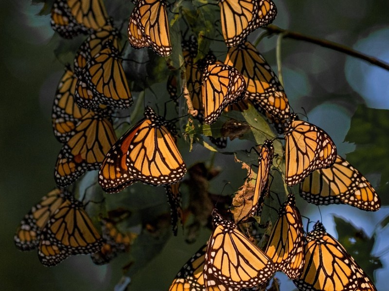Understanding Monarchs: Coloration, Life Cycle, and&nbsp;Conservation