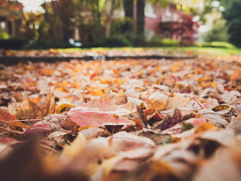 How to Live More Sustainably This&nbsp;Fall