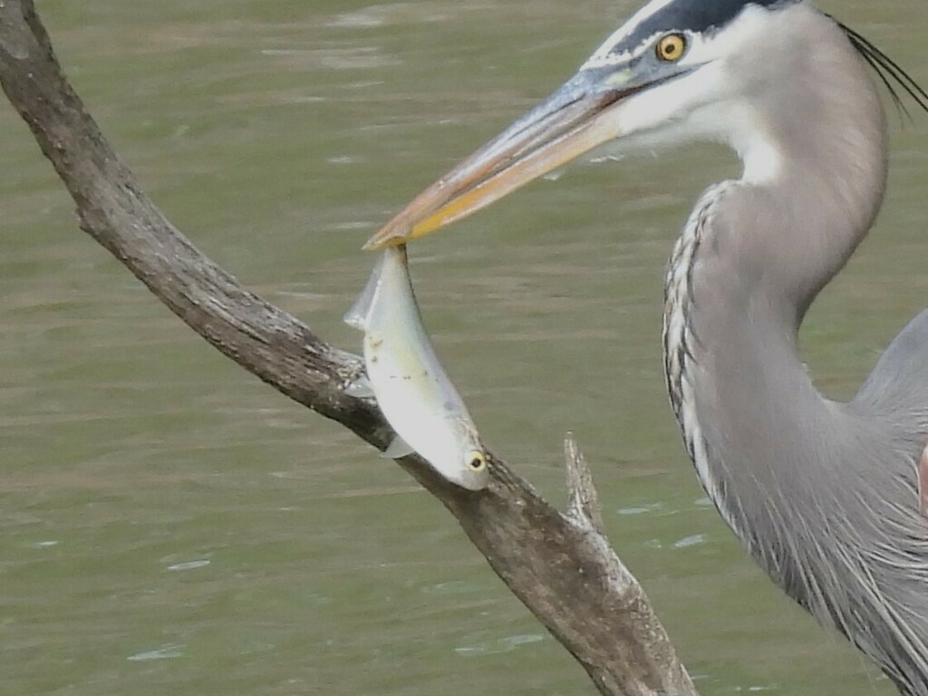 An american gizzard shad being eaten by a bird.