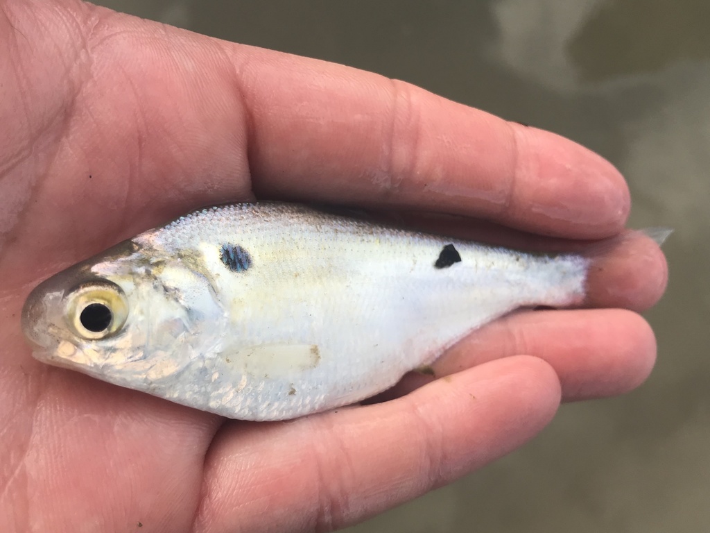 A photo of an american gizzard shad
