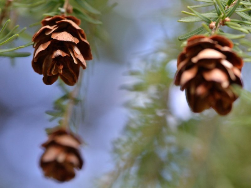 How to Live More Sustainably During the Holiday&nbsp;Season