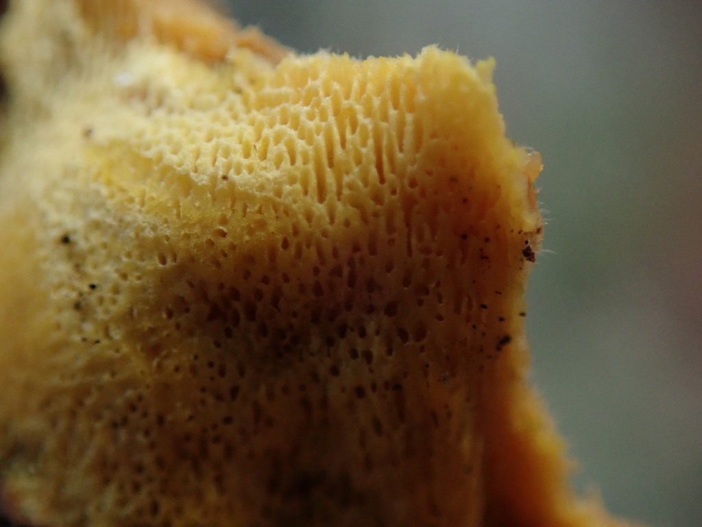Close up of Phellinus chrysoloma