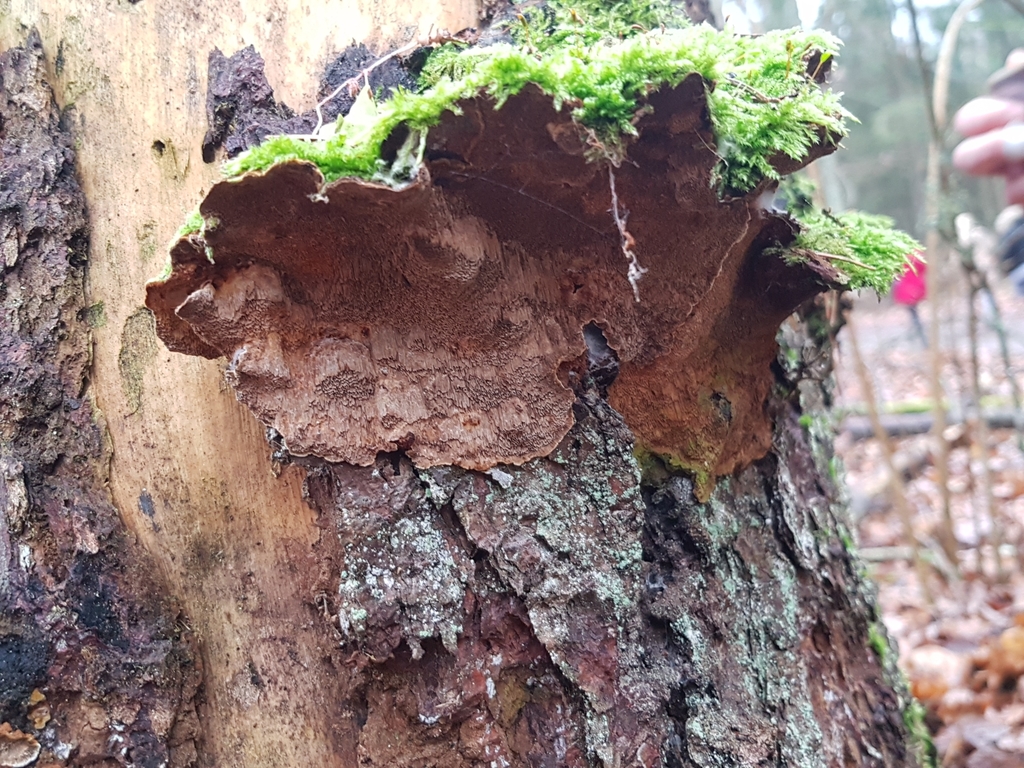 Phellinus chrysoloma on a tree.