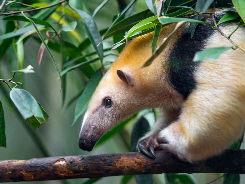 Anteater Habitat: Where Anteaters Live and Why Their Environments&nbsp;Matter