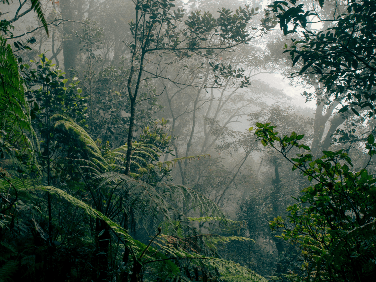 Tropical Rainforests: Why the World’s Most Complex Ecosystems&nbsp;Matter